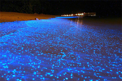 playa de noche iluminada en tonos azules gracias a la liuz producida por organismos luminiscentes