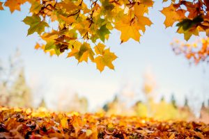 hojas árbol otoño de diferentes colores