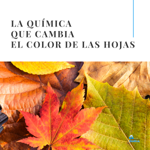 hojas otoño de diferentes colores